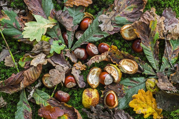 Fallen conkers