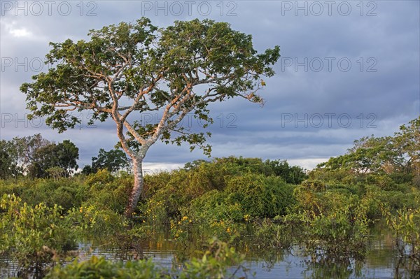 Vegetation along river in the Pampas del Yacuma in Bolivia