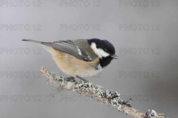 Coal tit