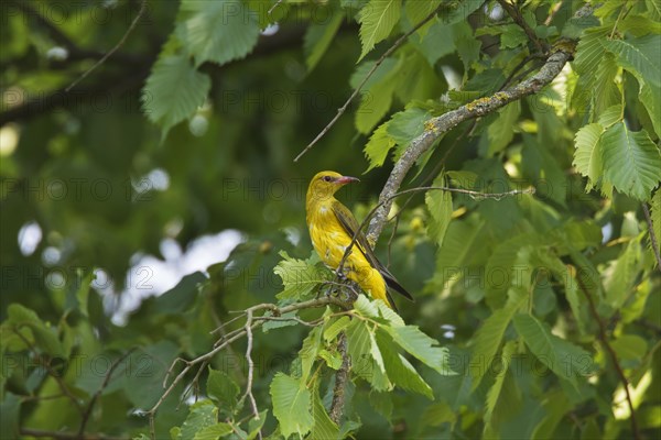 Eurasian golden oriole