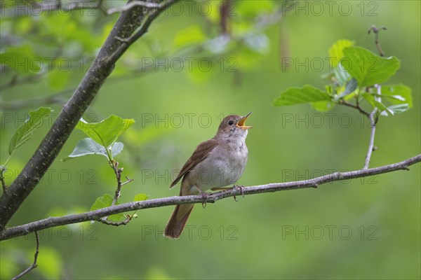 Singing common nightingale