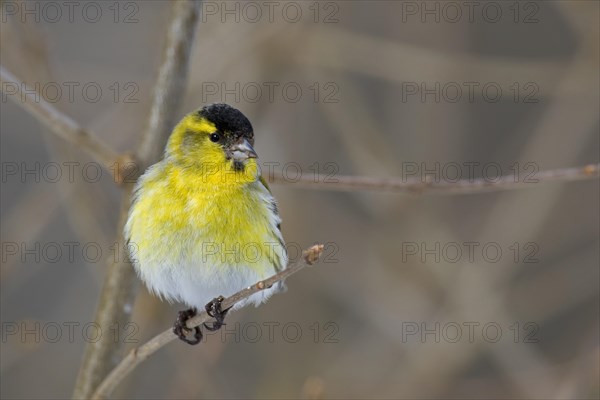 Eurasian siskin