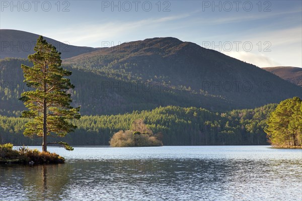 Loch an Eilein in the Rothiemurchus Forest