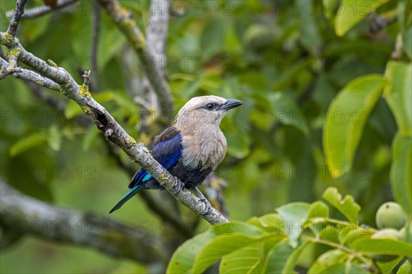 Blue-bellied roller