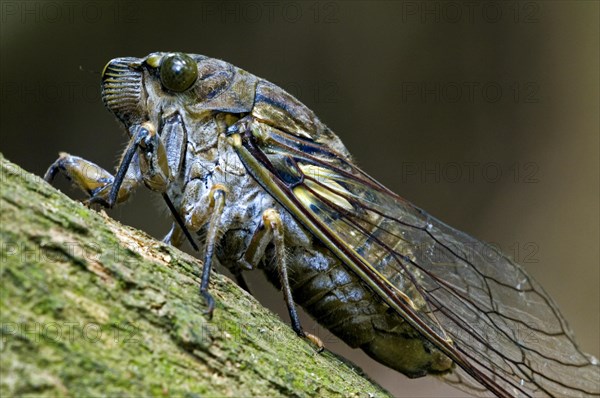 Cicada