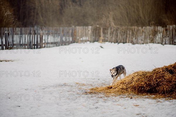 Cute tricolor mongrel dog running in the snow at a homeless animal shelter