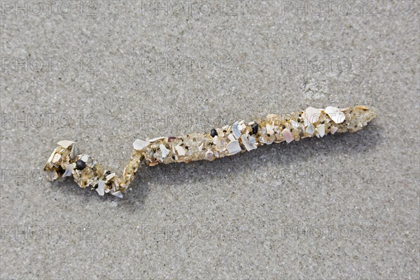 Tubes debris showing cemented sand grains and shell fragments from sand