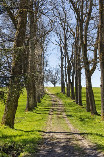 Forest path