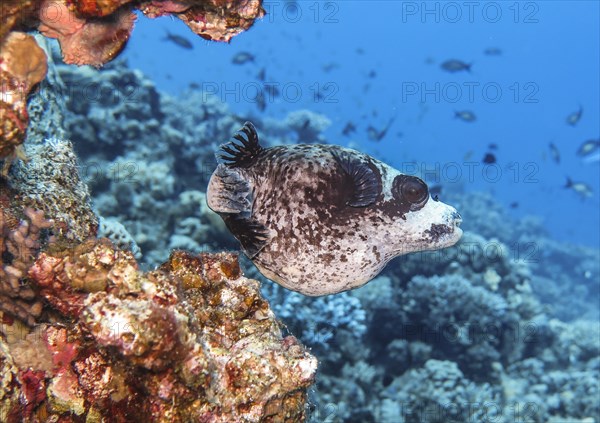 Masked puffer