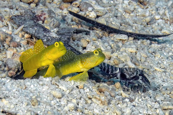 Close-up of symbiotic behaviour of pair of yellow prawn-goby