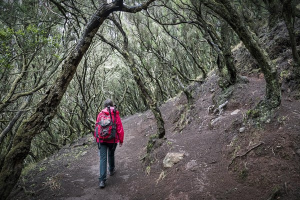 Female tourist walking in laurel forest