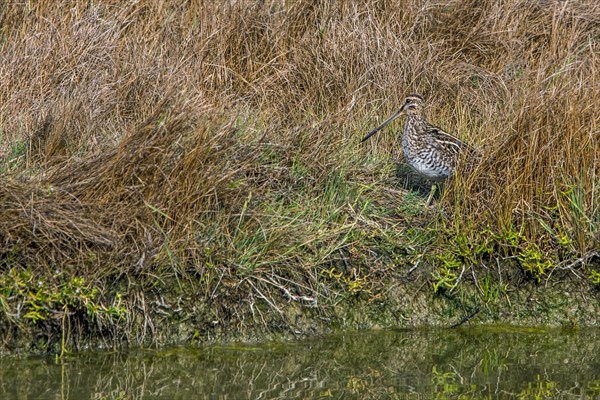 Common snipe