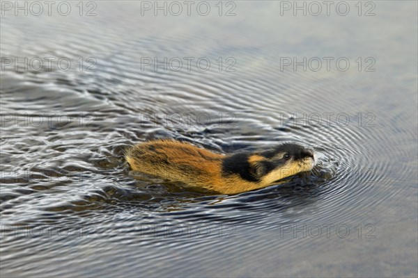 Norway lemming