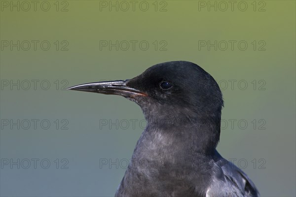 Close up portrait of black tern