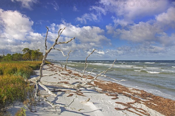 Dead trees