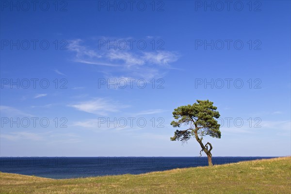 Scots Pine