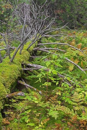 Fallen dead coniferous tree trunk covered in moss and ferns in autumn