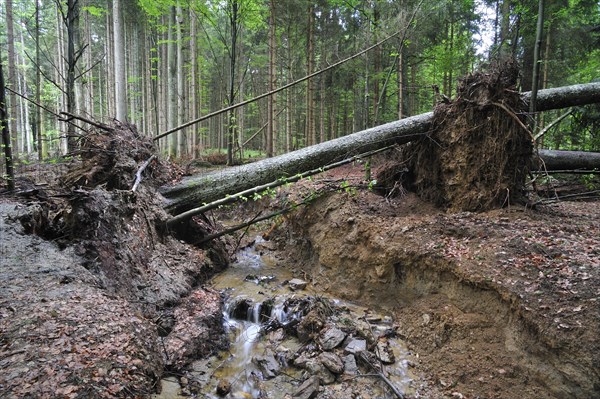 Storm damage in woodland showing fallen trees by water erosion along brook after hurricane passage