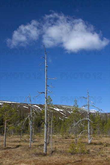 Moorland at the Fulufjaellet National Park