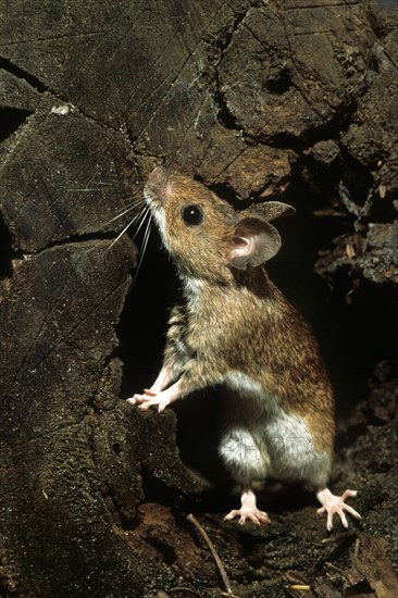 European wood mouse