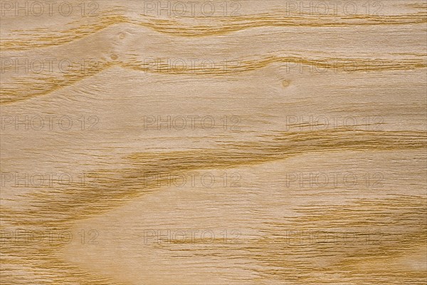 Wood grain of European Ash
