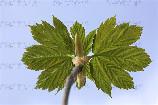 Sycamore Maple