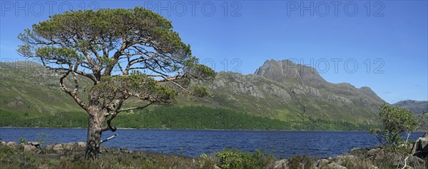 Scots pine tree