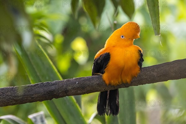 Andean cock-of-the-rock