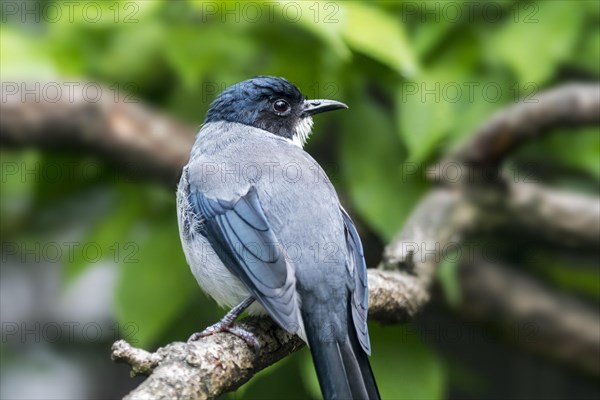 Black-headed sibia