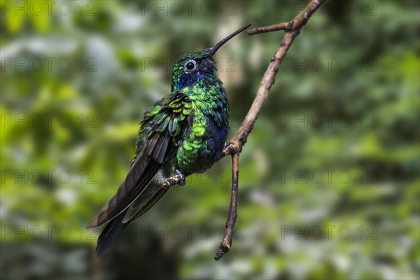 Sparkling violetear