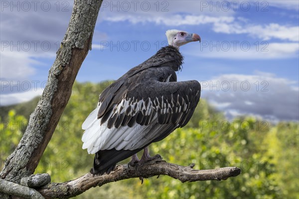 White-headed vulture