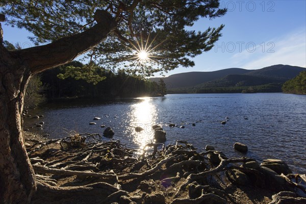 Loch an Eilein in the Rothiemurchus Forest