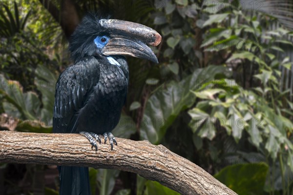 Black-casqued hornbill