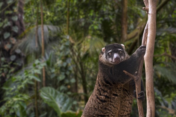 Sulawesi bear cuscus