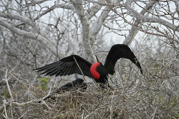 Great frigatebird