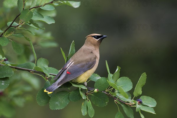 Cedar waxwing