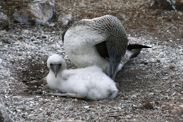 Blue-footed booby