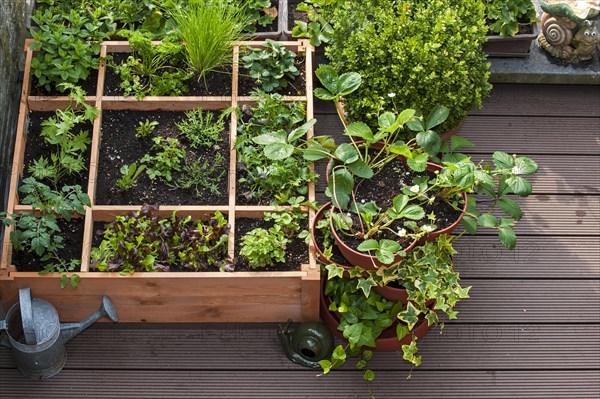 Square foot gardening by planting flowers