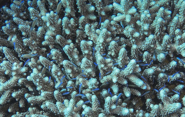 Staghorn coral provides shelter for a school of fish