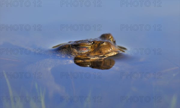 Common toad