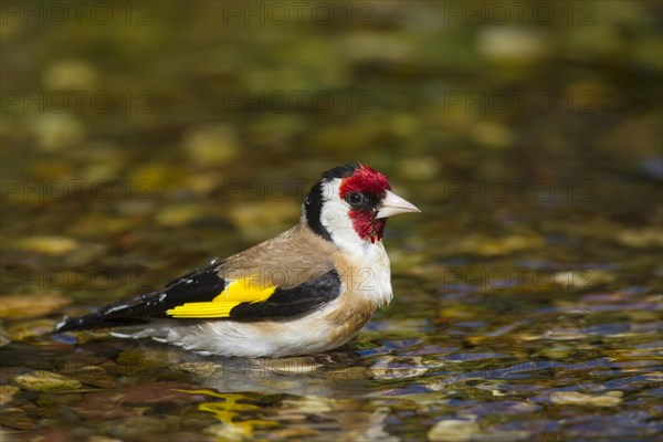 European goldfinch