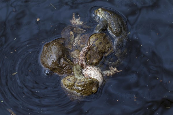 Common toad