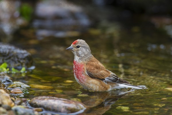 Common linnet