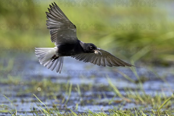 Black tern