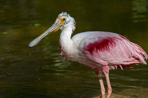 Roseate spoonbill