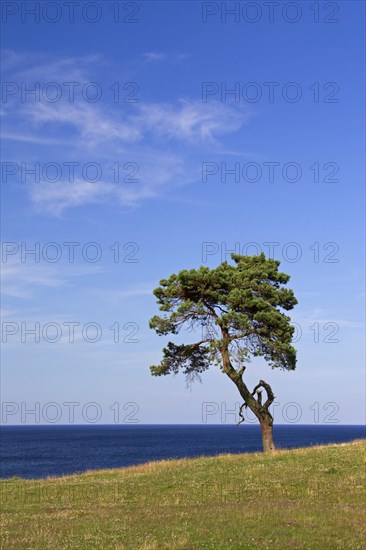 Scots Pine