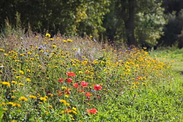 Wildflowers in meadow along forest Dentergem