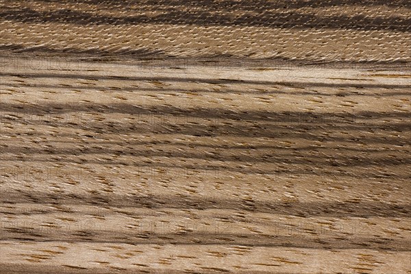 Wood grain of Zebrawood