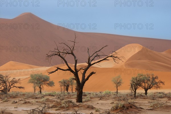 Sand dunes and camelthorn trees