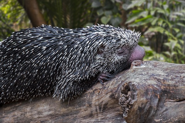 Brazilian porcupine